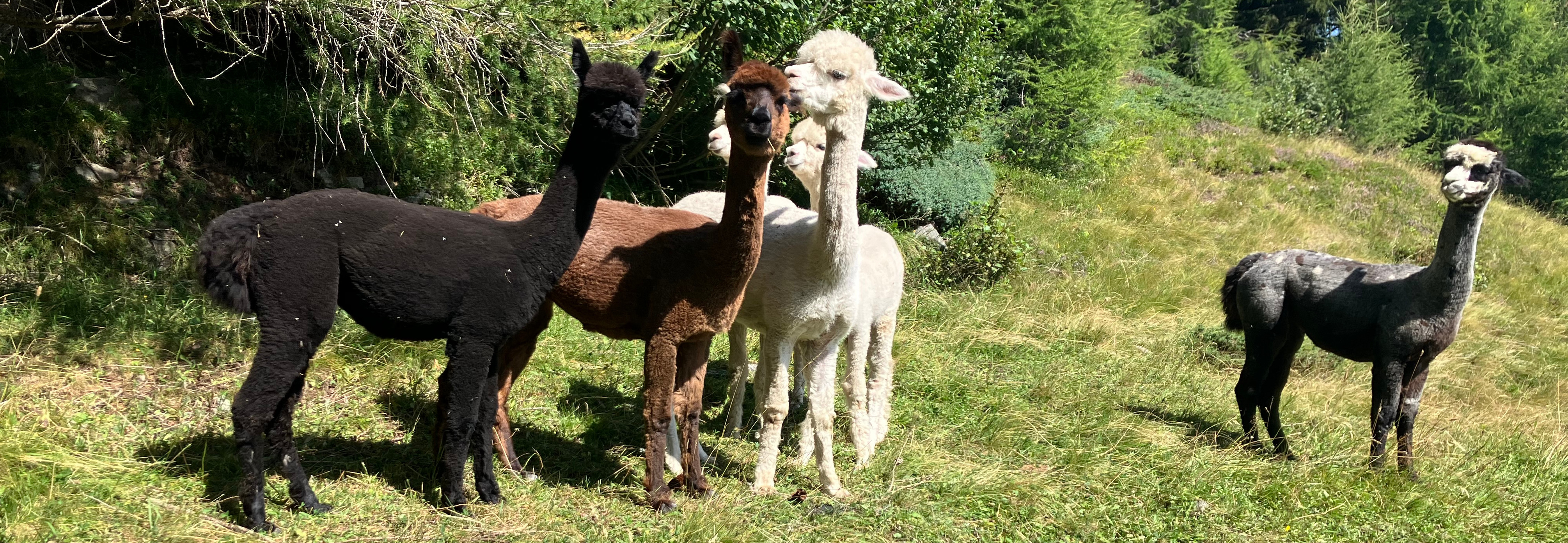Alpakas auf der Weide in der Nähe vom Nösslachjoch, Wipptal
